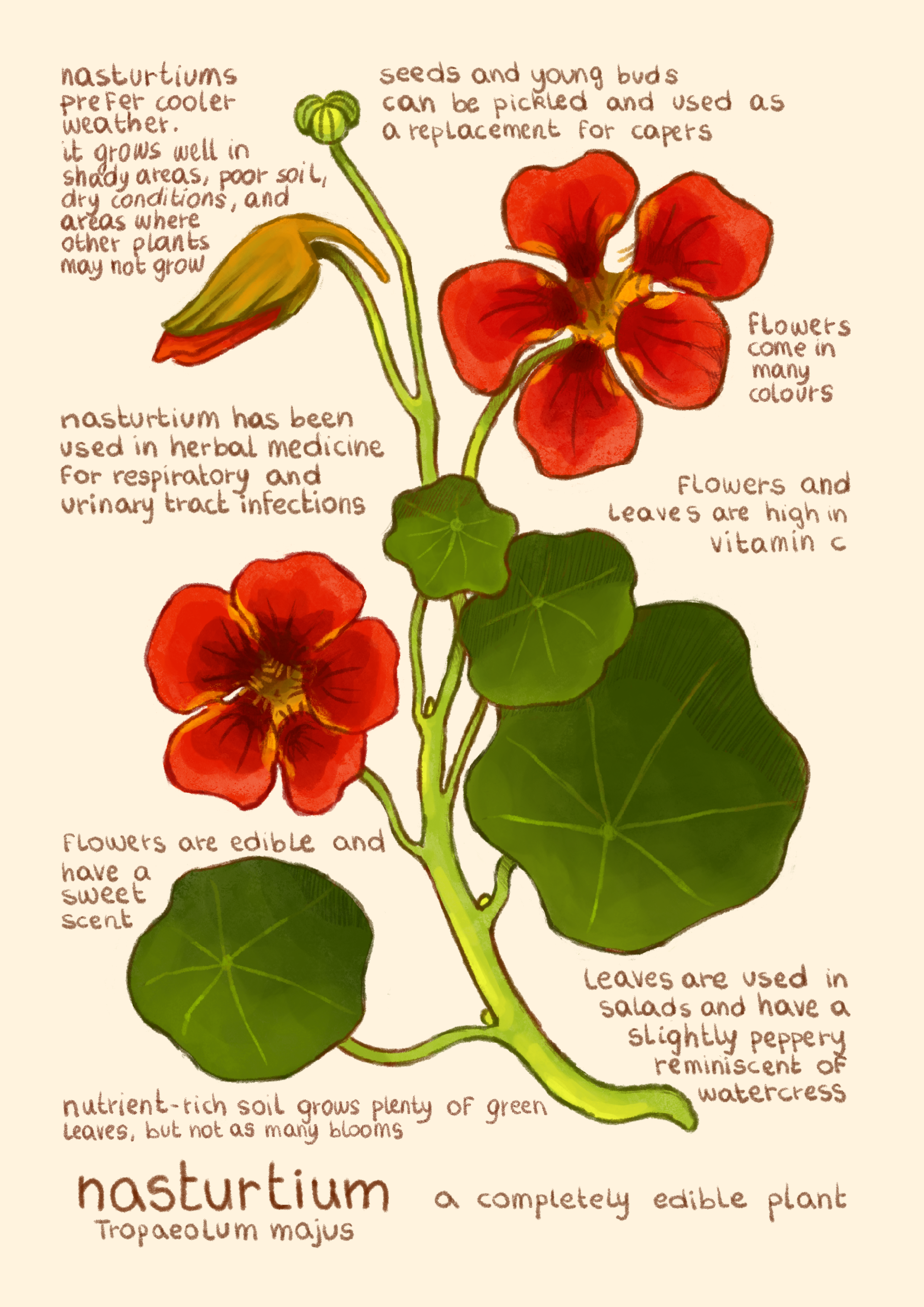 nasturtium